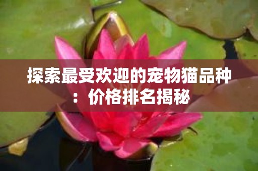 探索最受欢迎的宠物猫品种：价格排名揭秘