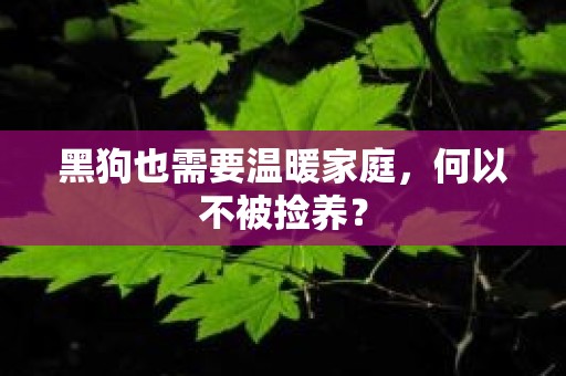 黑狗也需要温暖家庭，何以不被捡养？