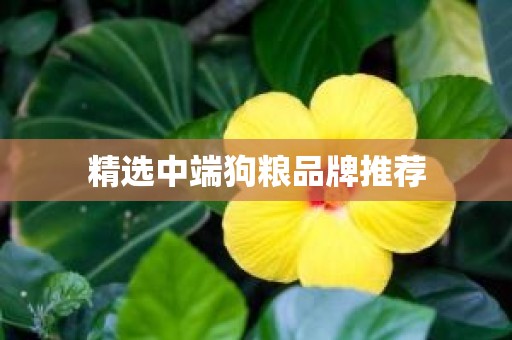 精选中端狗粮品牌推荐