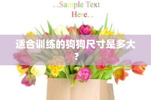 适合训练的狗狗尺寸是多大？