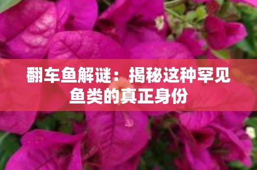 翻车鱼解谜：揭秘这种罕见鱼类的真正身份