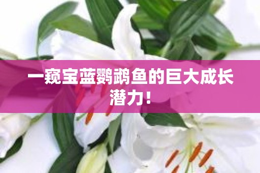 一窥宝蓝鹦鹉鱼的巨大成长潜力！
