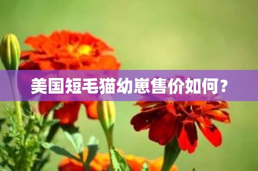 美国短毛猫幼崽售价如何？