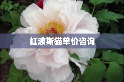 红波斯猫单价咨询