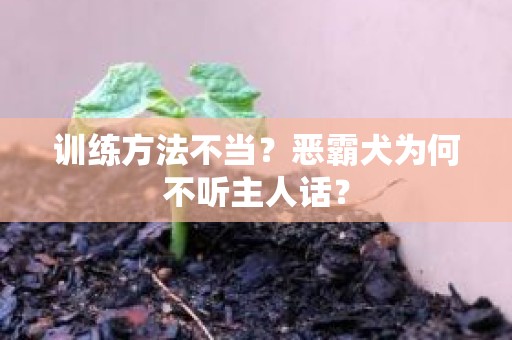 训练方法不当？恶霸犬为何不听主人话？