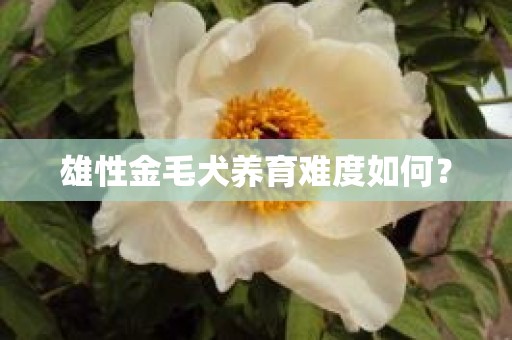 雄性金毛犬养育难度如何？