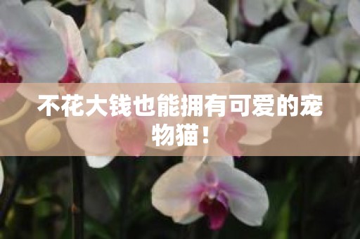 不花大钱也能拥有可爱的宠物猫！