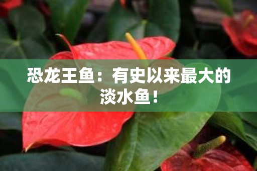 恐龙王鱼：有史以来最大的淡水鱼！