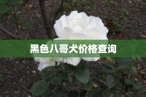 黑色八哥犬价格查询