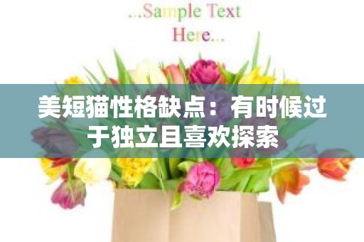 美短猫性格缺点：有时候过于独立且喜欢探索