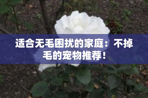 适合无毛困扰的家庭：不掉毛的宠物推荐！