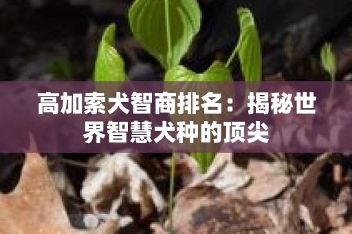 高加索犬智商排名：揭秘世界智慧犬种的顶尖