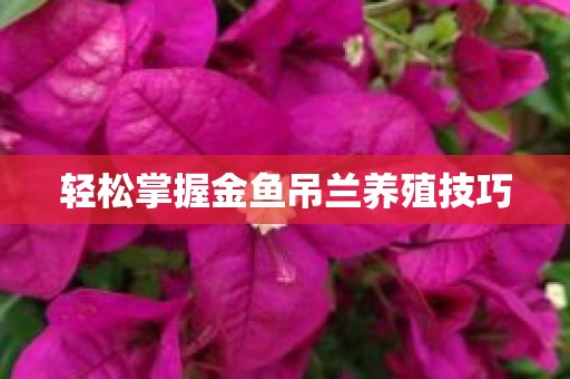 轻松掌握金鱼吊兰养殖技巧