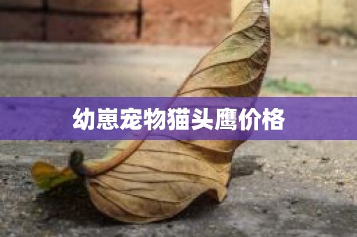 幼崽宠物猫头鹰价格