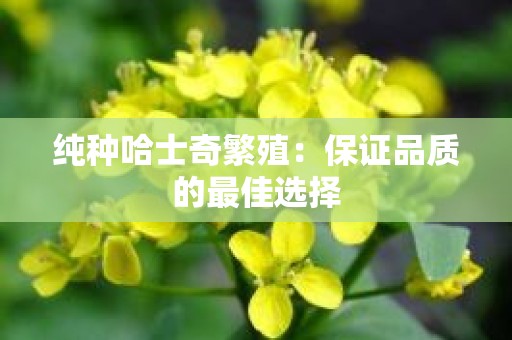 纯种哈士奇繁殖：保证品质的最佳选择