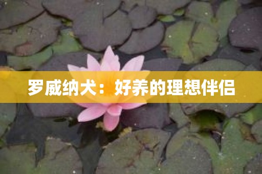 罗威纳犬：好养的理想伴侣