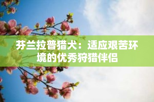 芬兰拉普猎犬：适应艰苦环境的优秀狩猎伴侣