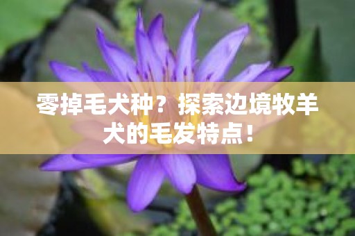 零掉毛犬种？探索边境牧羊犬的毛发特点！