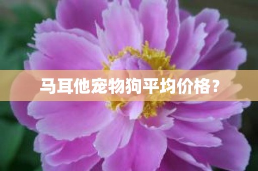 马耳他宠物狗平均价格？