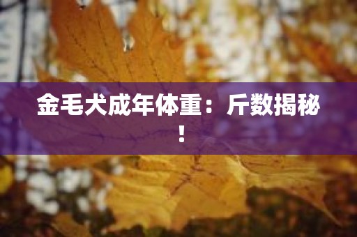 金毛犬成年体重：斤数揭秘！