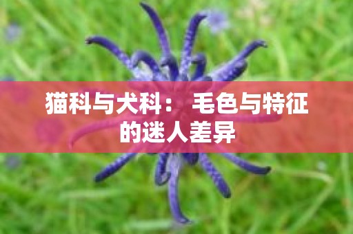 猫科与犬科： 毛色与特征的迷人差异