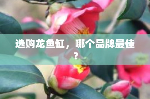 选购龙鱼缸，哪个品牌最佳？