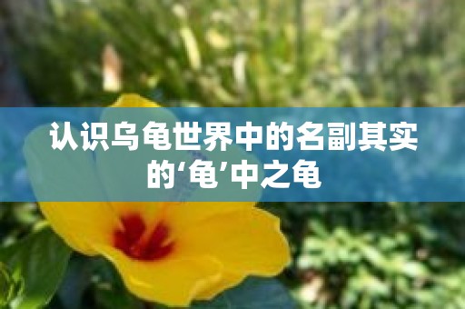 认识乌龟世界中的名副其实的‘龟’中之龟