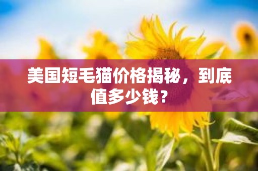 美国短毛猫价格揭秘，到底值多少钱？