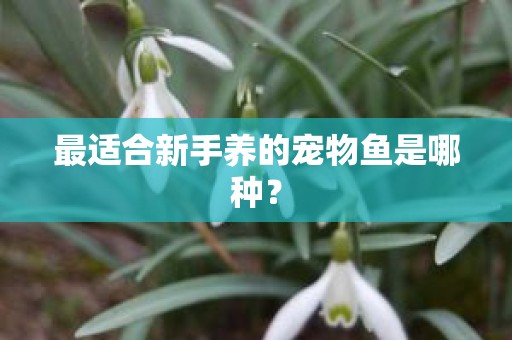 最适合新手养的宠物鱼是哪种？