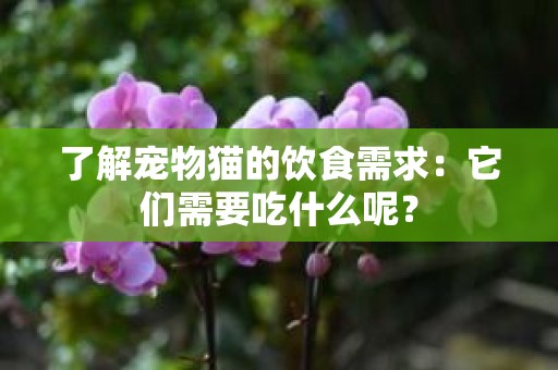 了解宠物猫的饮食需求：它们需要吃什么呢？