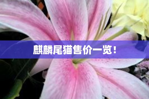 麒麟尾猫售价一览！