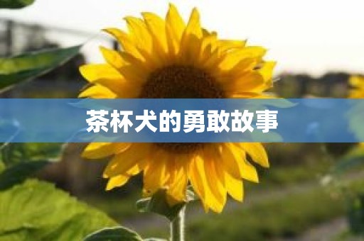 茶杯犬的勇敢故事