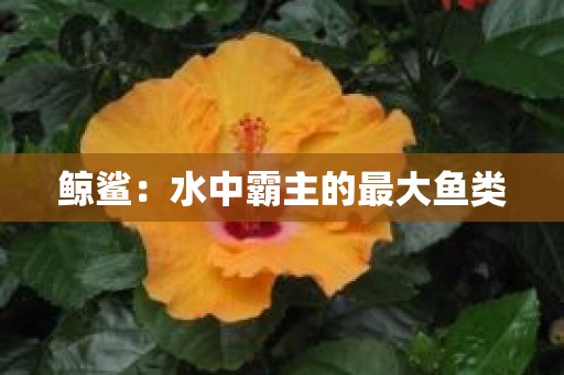 鲸鲨：水中霸主的最大鱼类