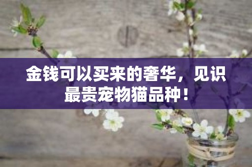 金钱可以买来的奢华，见识最贵宠物猫品种！