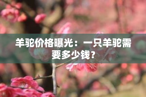 羊驼价格曝光：一只羊驼需要多少钱？
