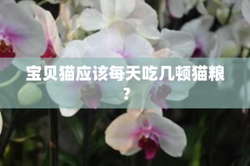宝贝猫应该每天吃几顿猫粮？