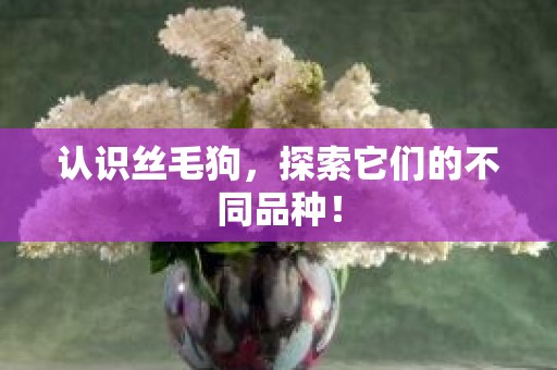 认识丝毛狗，探索它们的不同品种！