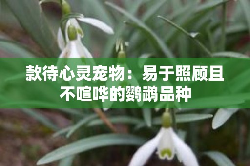 款待心灵宠物：易于照顾且不喧哗的鹦鹉品种