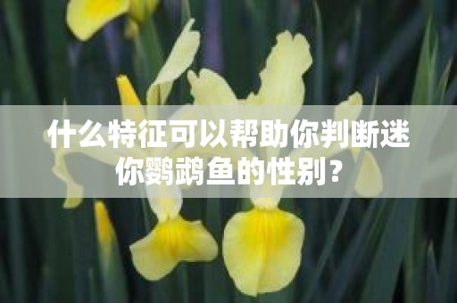 什么特征可以帮助你判断迷你鹦鹉鱼的性别？