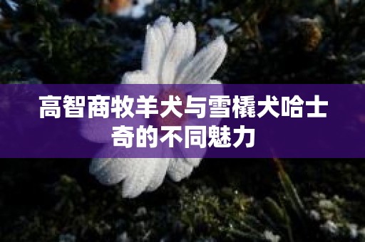 高智商牧羊犬与雪橇犬哈士奇的不同魅力