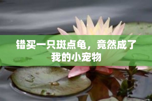 错买一只斑点龟，竟然成了我的小宠物