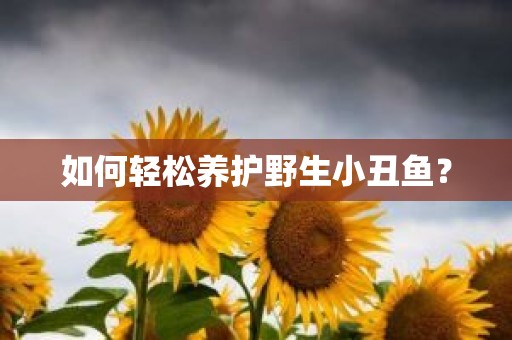 如何轻松养护野生小丑鱼？