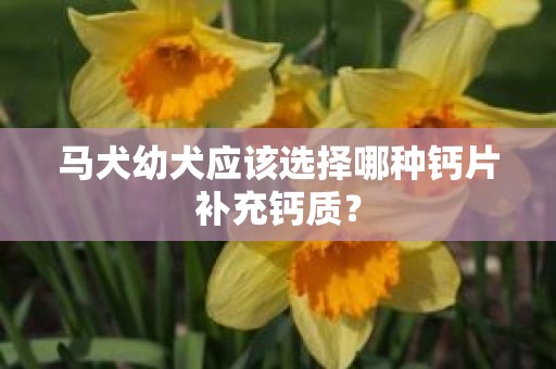 马犬幼犬应该选择哪种钙片补充钙质？