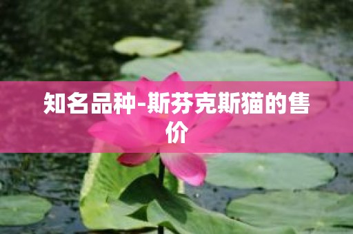 知名品种-斯芬克斯猫的售价