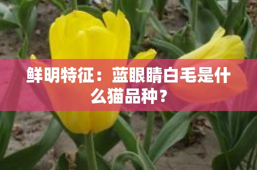 鲜明特征：蓝眼睛白毛是什么猫品种？