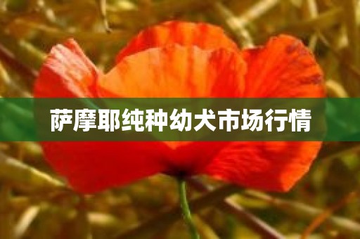 萨摩耶纯种幼犬市场行情