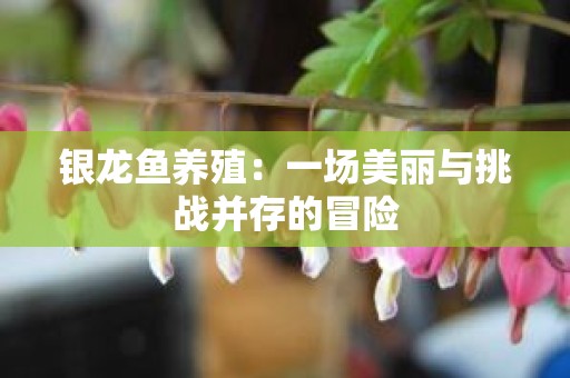 银龙鱼养殖：一场美丽与挑战并存的冒险