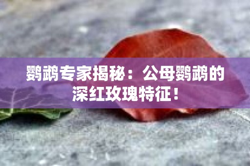 鹦鹉专家揭秘：公母鹦鹉的深红玫瑰特征！