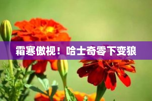 霜寒傲视！哈士奇零下变狼