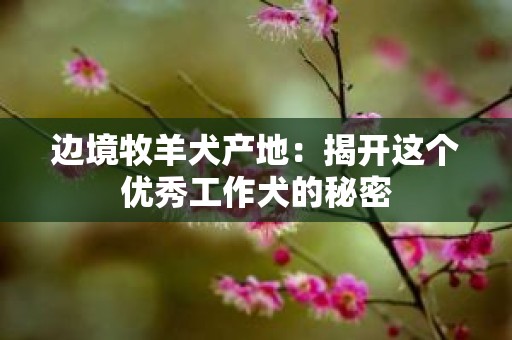 边境牧羊犬产地：揭开这个优秀工作犬的秘密